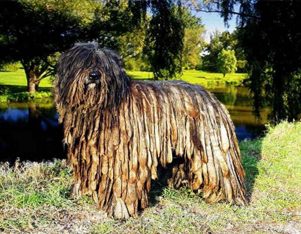 Bergamasco Shepherd Dog Breed Image 6