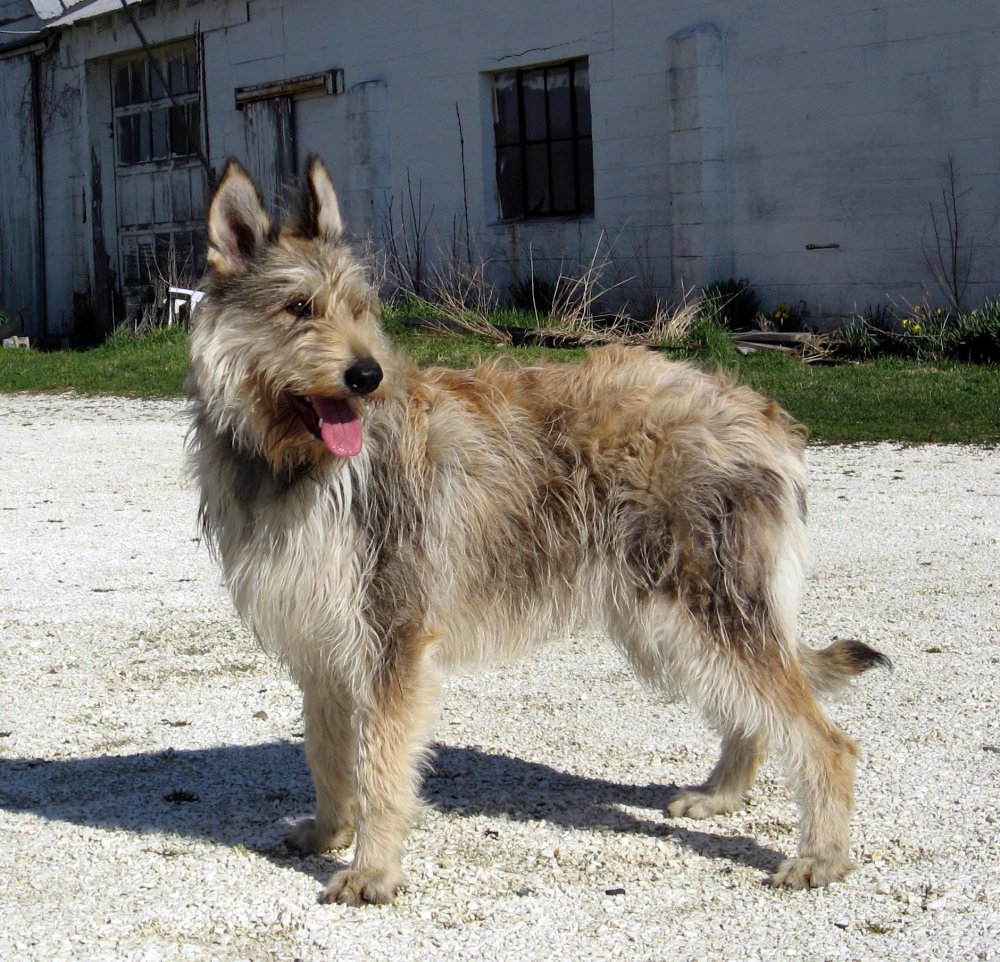 Berger Picard Dog Breed Image 6