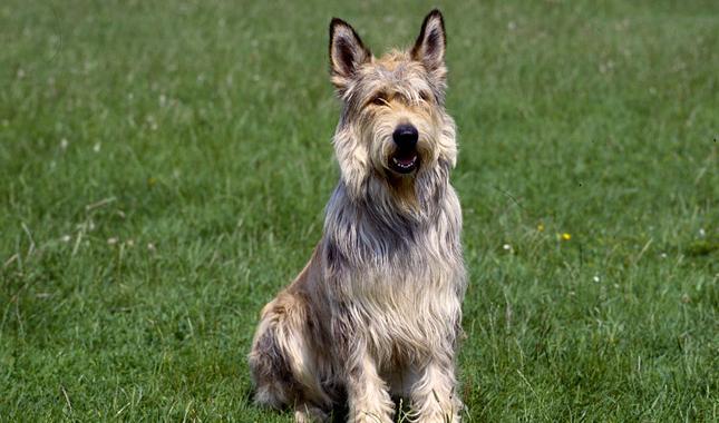 Berger Picard Dog Breed Image 8