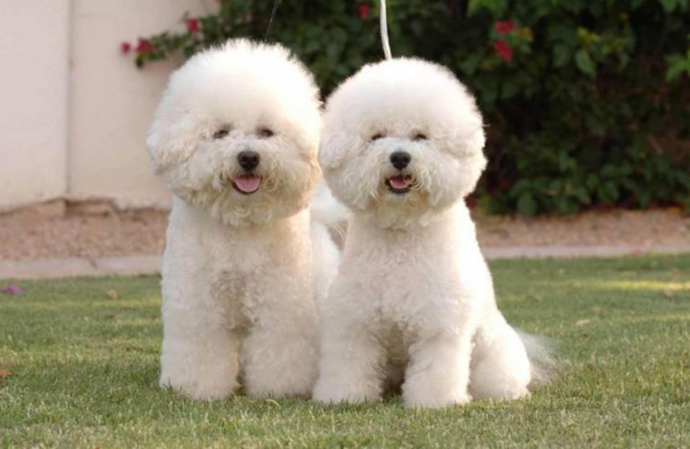 Bichon Frise Dog Breed Image 10