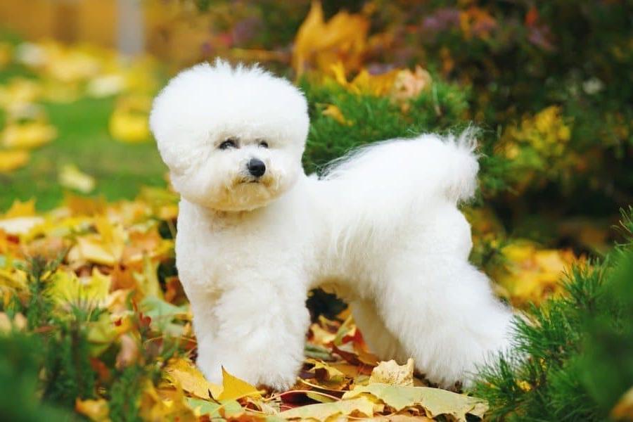 Bichon Frise Dog Breed Image 12