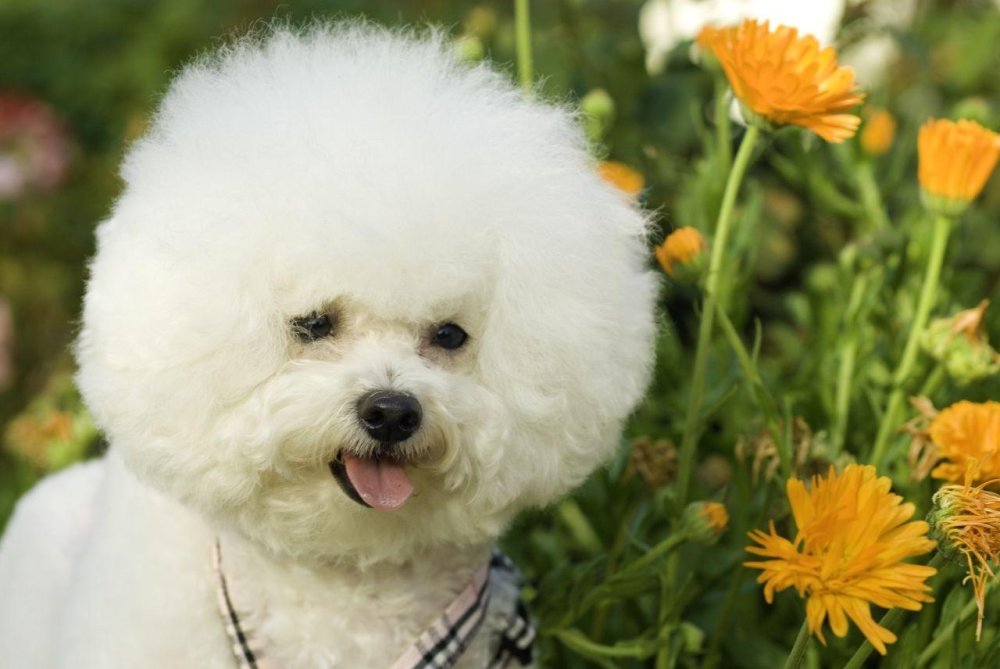 Bichon Frise Dog Breed Image 13