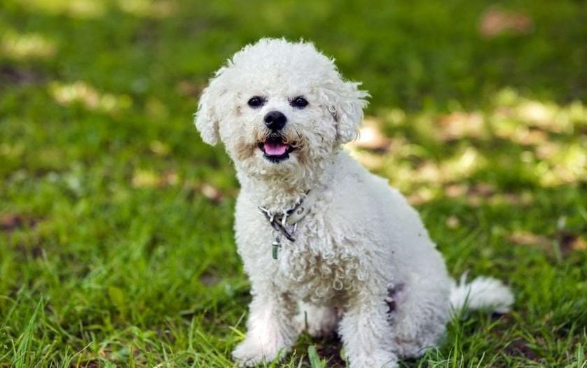 Bichon Frise Dog Breed Image 16