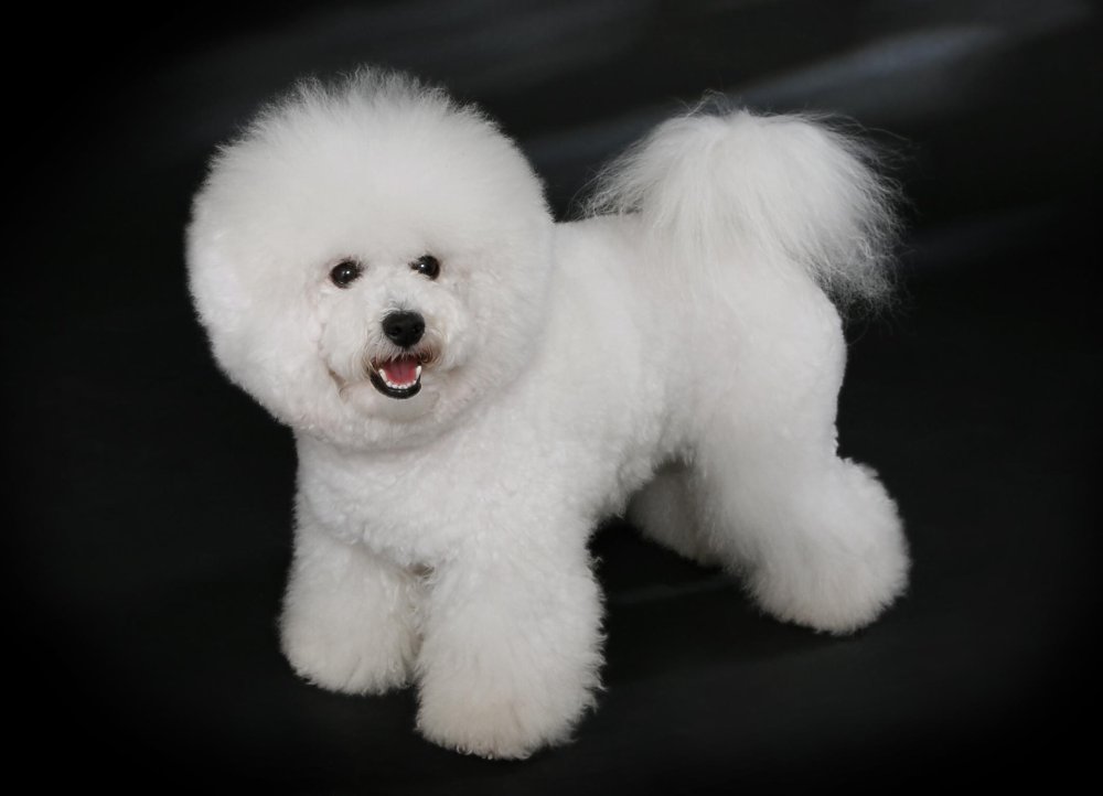 Bichon Frise Dog Breed Image 2