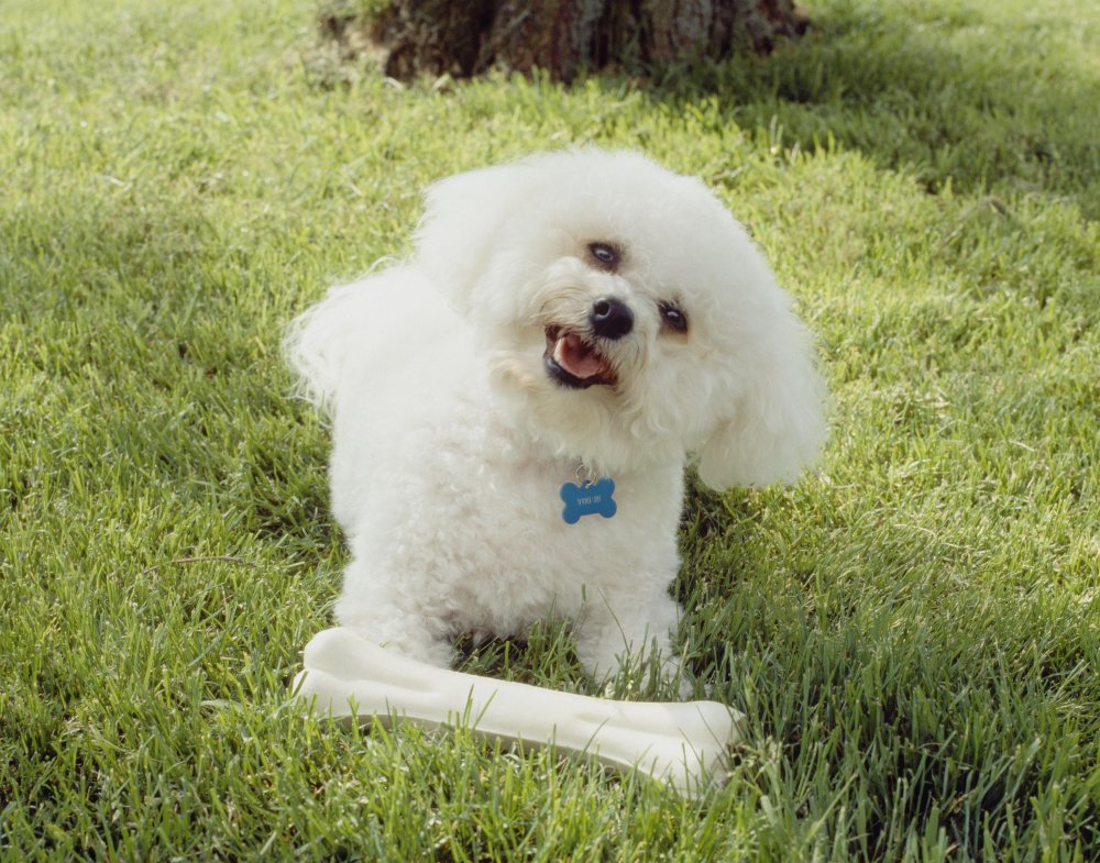 Bichon Frise Dog Breed Image 5