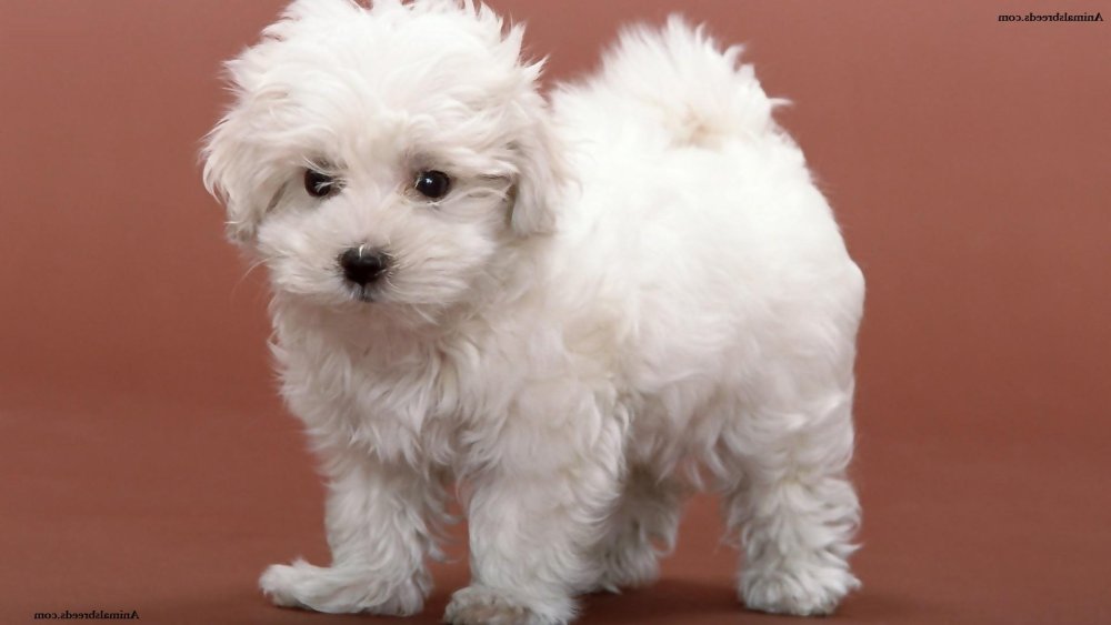 Bichon Frise Dog Breed Image 6