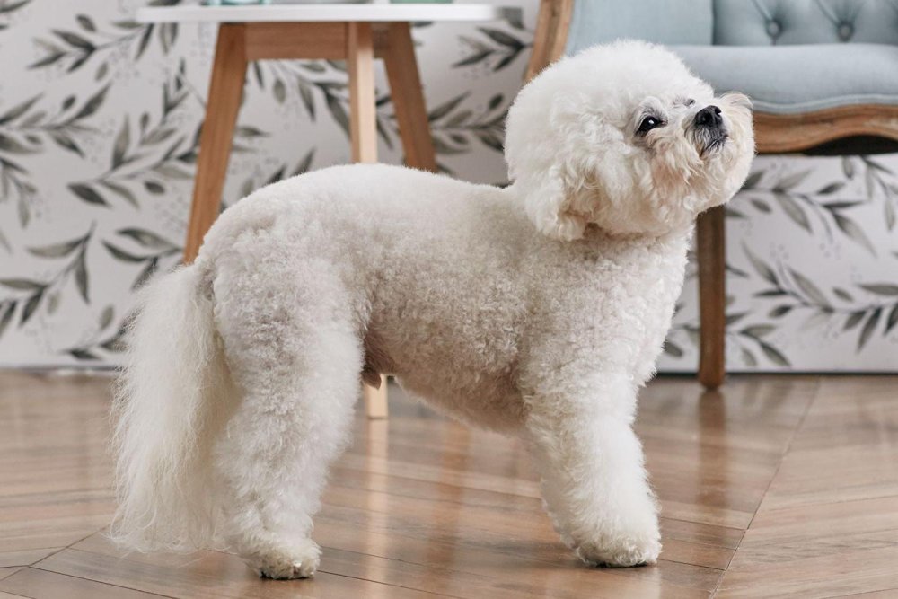 Bichon Frise Dog Breed Image 7