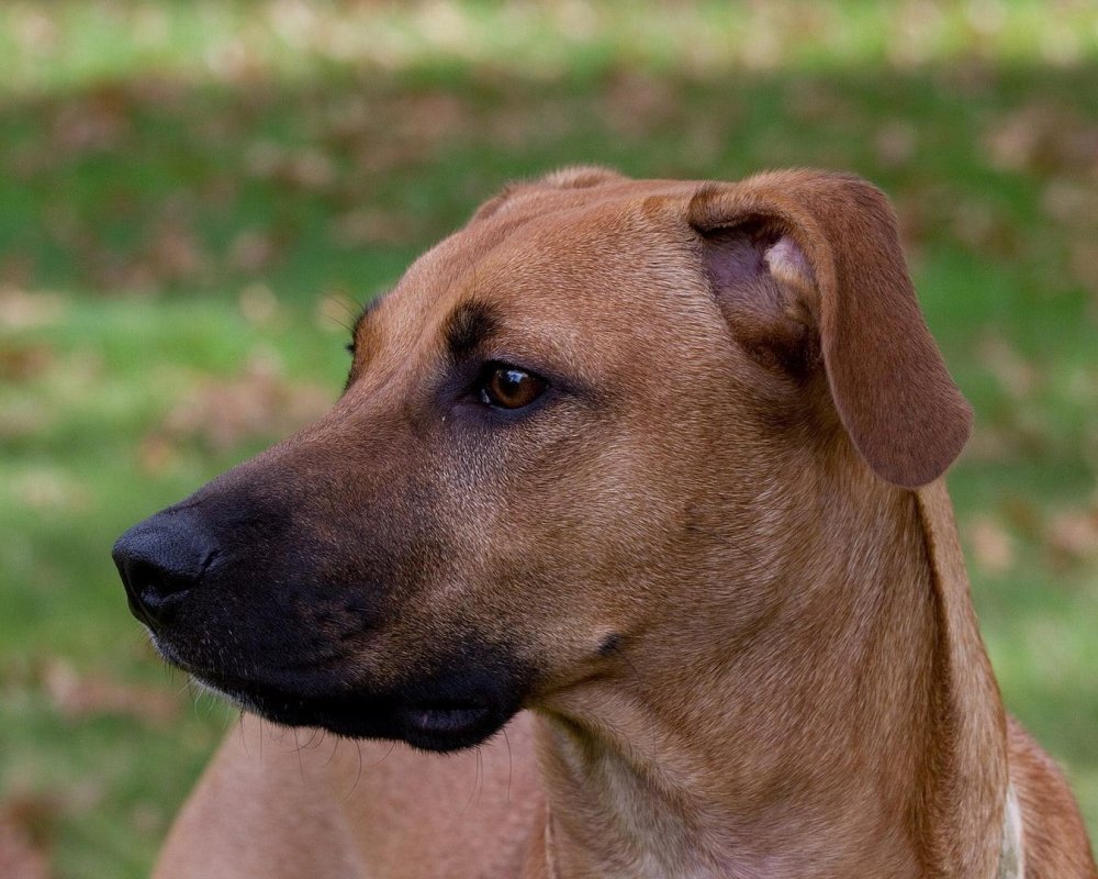 Black Mouth Cur Dog Breed Image 1