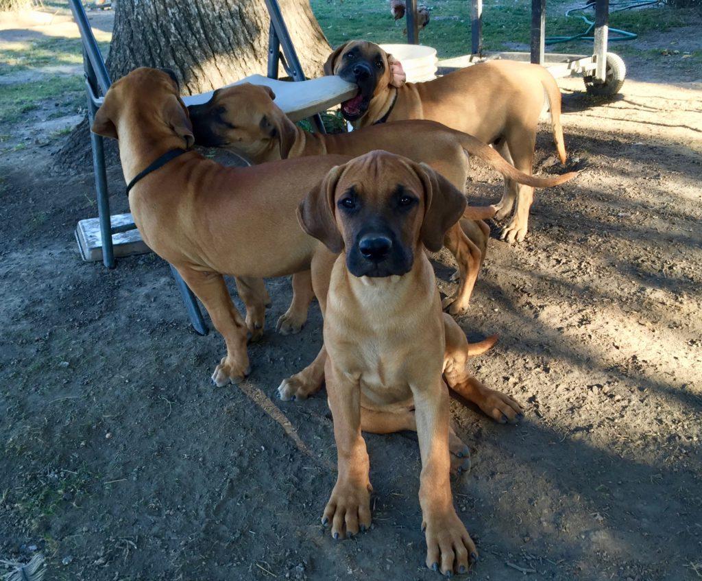 Black Mouth Cur Dog Breed Image 16