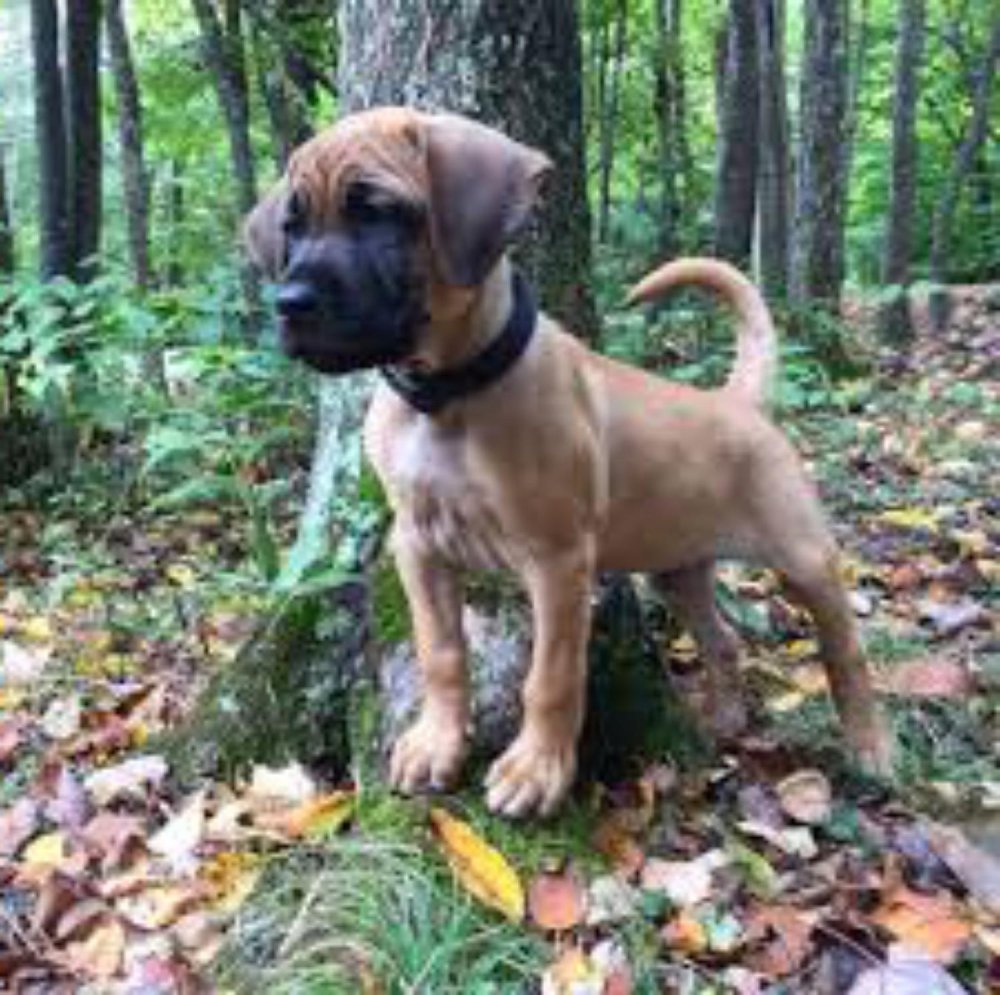 Black Mouth Cur Dog Breed Image 20