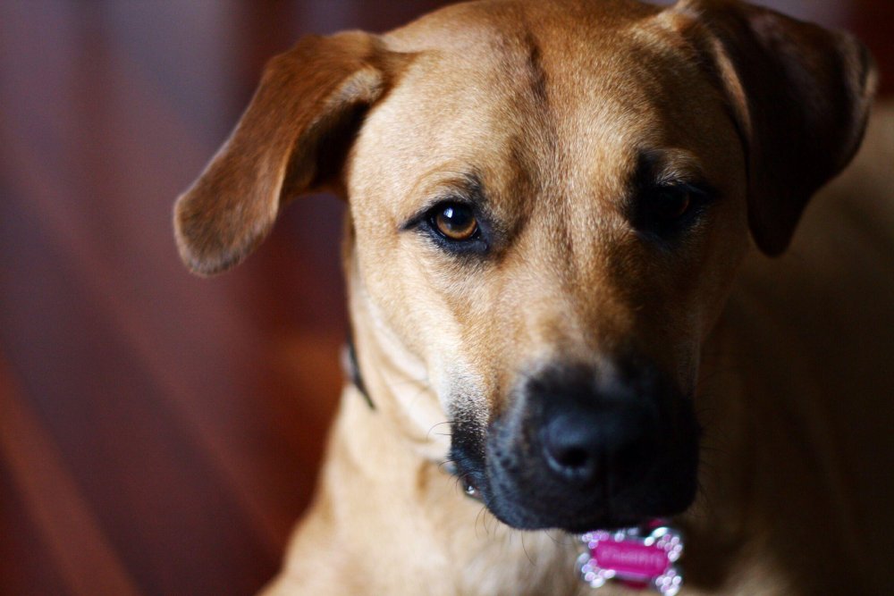 Black Mouth Cur Dog Breed Image 6