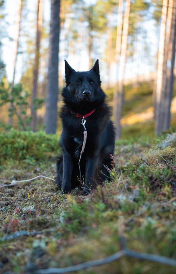 Black Norwegian Elkhound Dog Breed Image 14