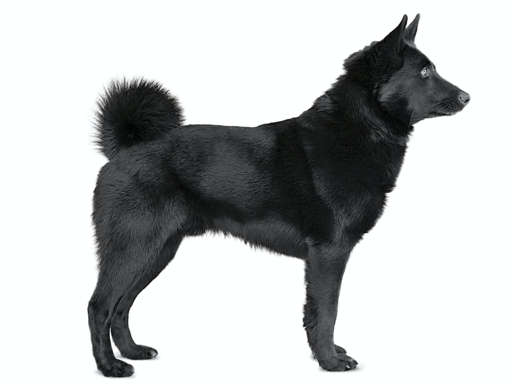 Black Norwegian Elkhound Dog Breed Image 15