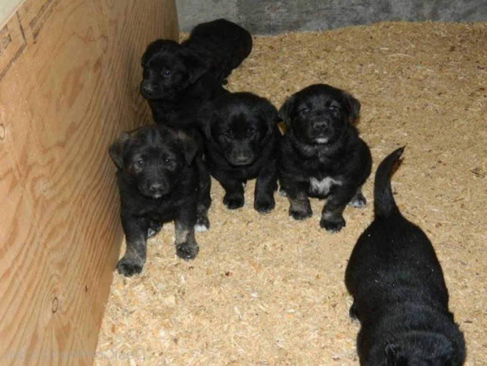 Black Norwegian Elkhound Dog Breed Image 19