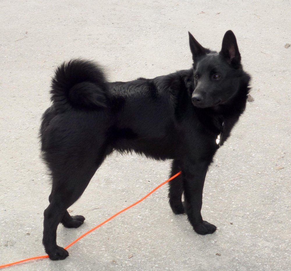 Black Norwegian Elkhound Dog Breed Image 5