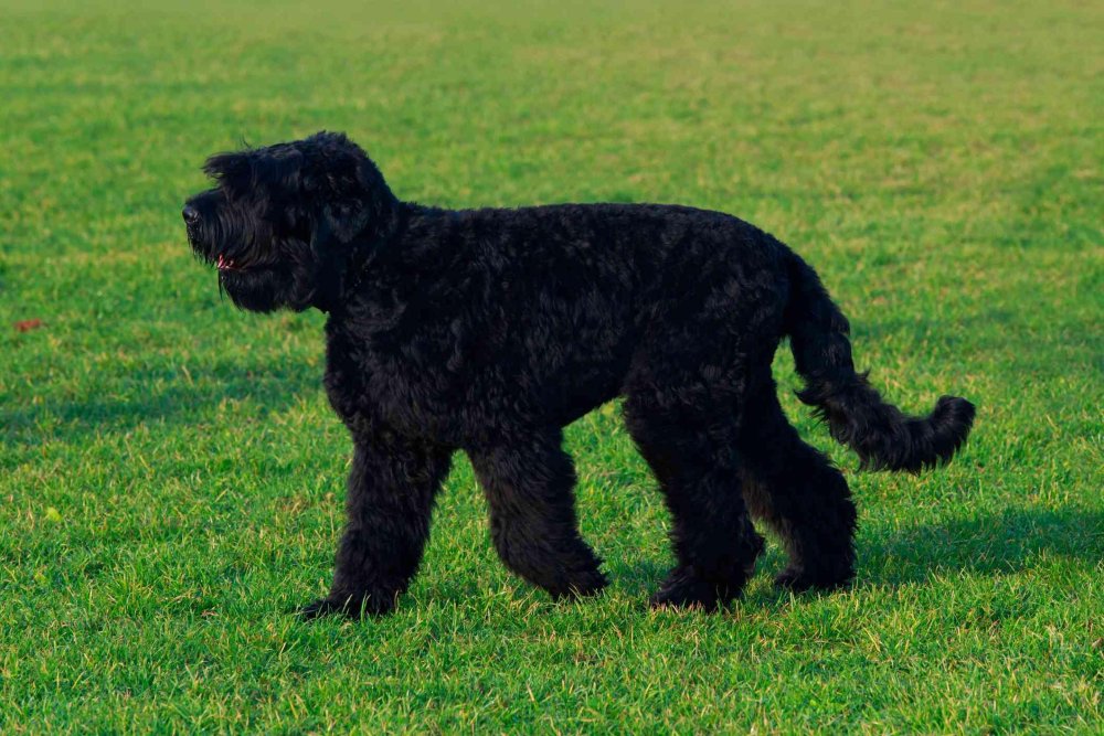 Black Russian Terrier Dog Breed Image 1