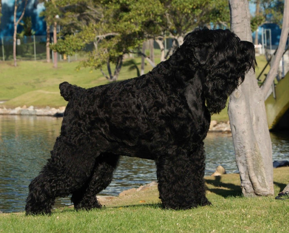 Black Russian Terrier Dog Breed Image 10