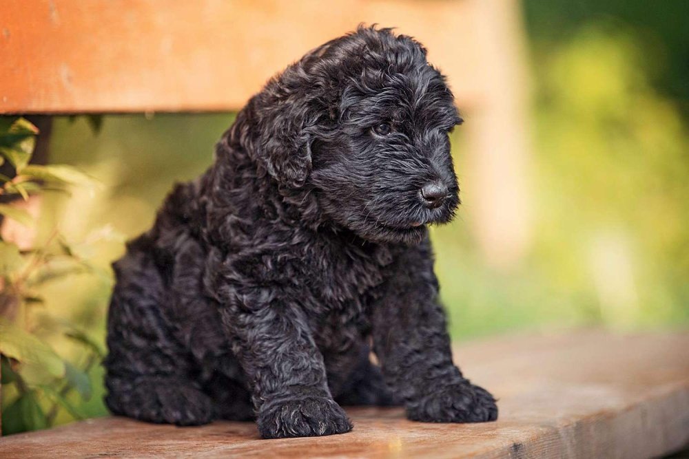 Black Russian Terrier Dog Breed Image 12