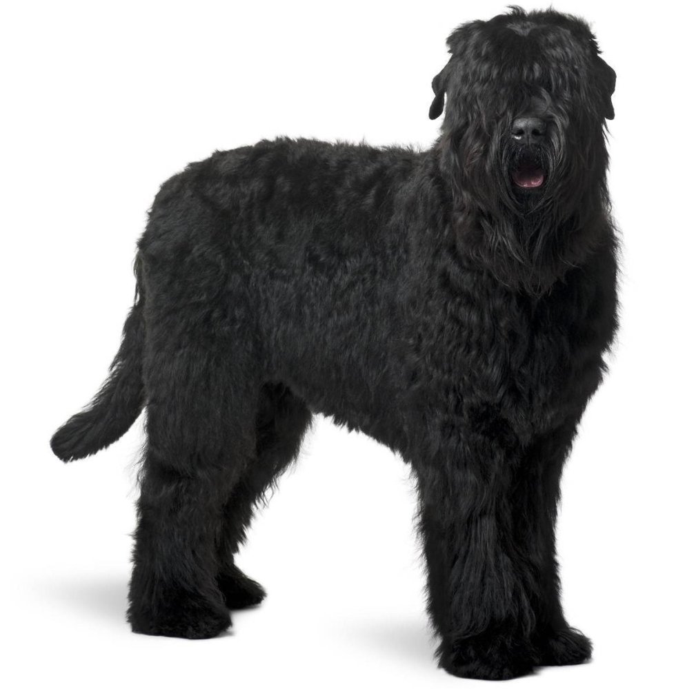 Black Russian Terrier Dog Breed Image 2