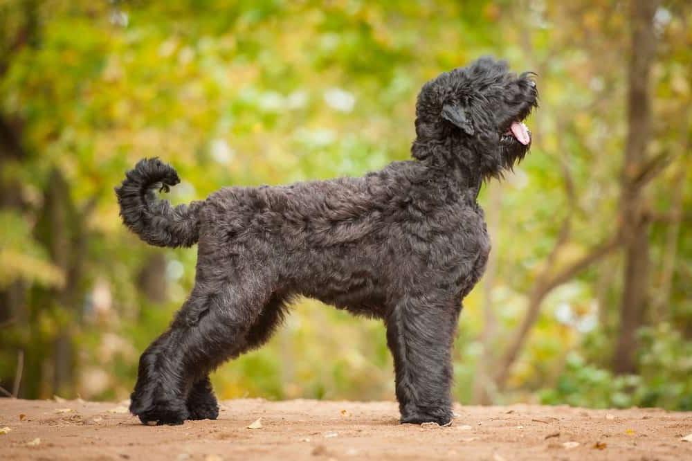 Black Russian Terrier Dog Breed Image 4