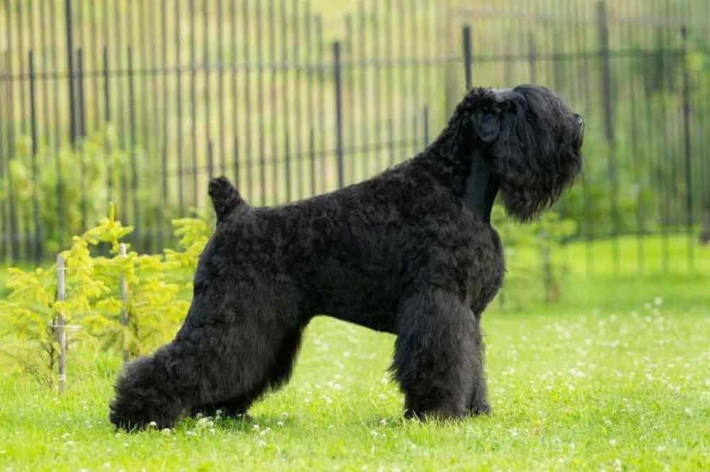 Black Russian Terrier Dog Breed Image 6