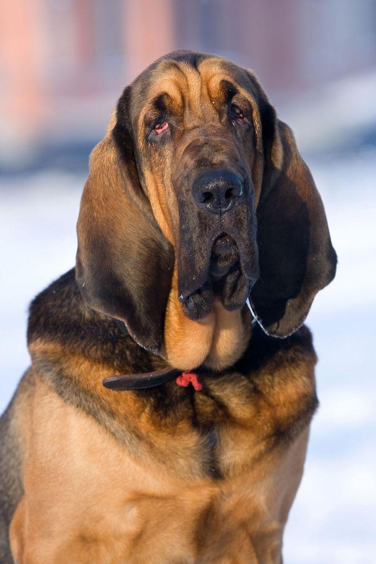 Bloodhound Dog Breed Image 13