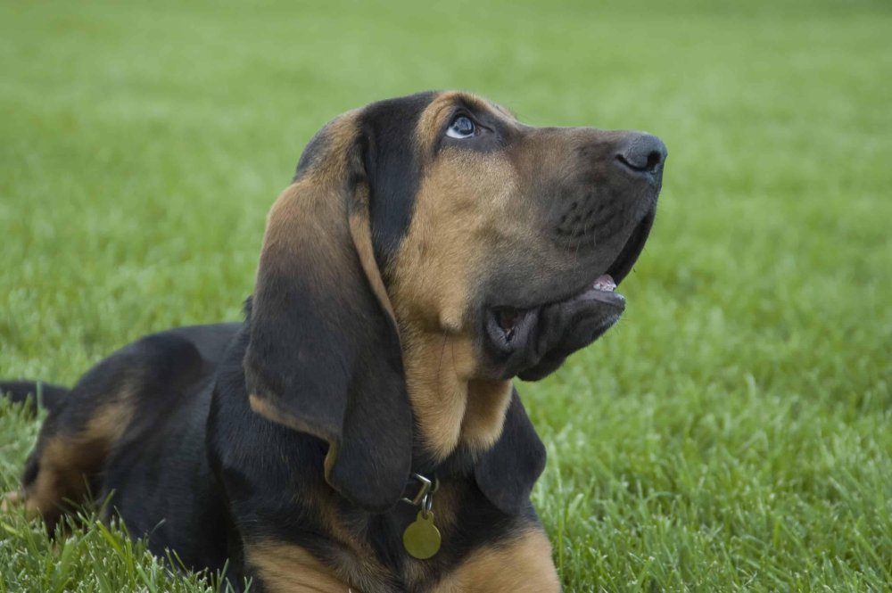 Bloodhound Dog Breed Image 14