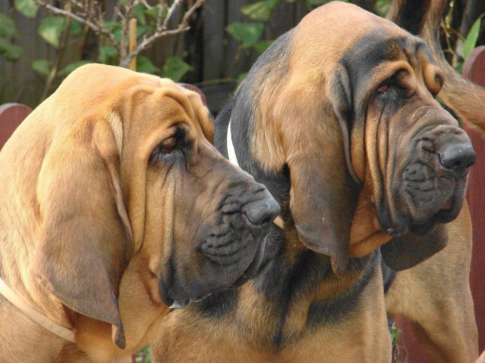 Bloodhound Dog Breed Image 15