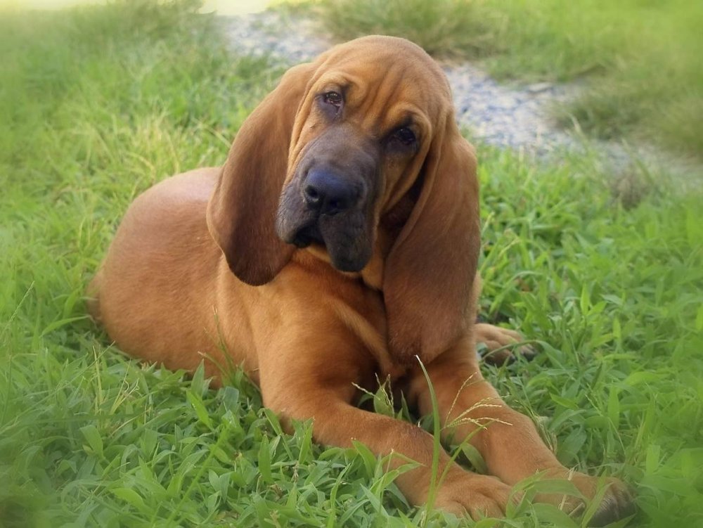 Bloodhound Dog Breed Image 16