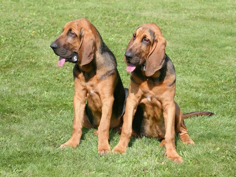 Bloodhound Dog Breed Image 17