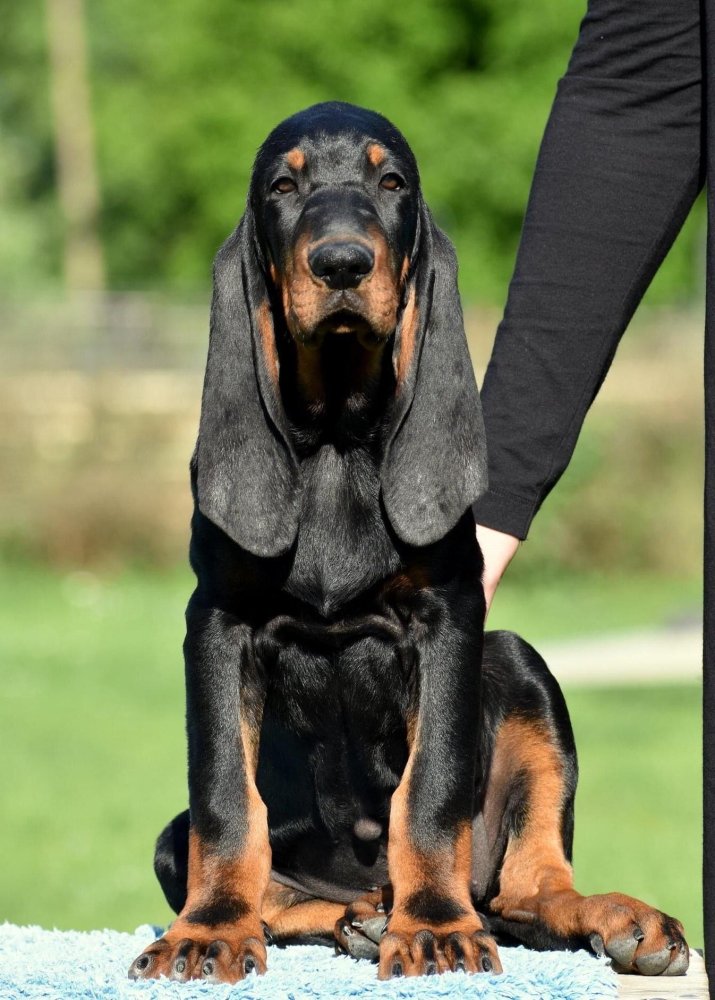 Bloodhound Dog Breed Image 18