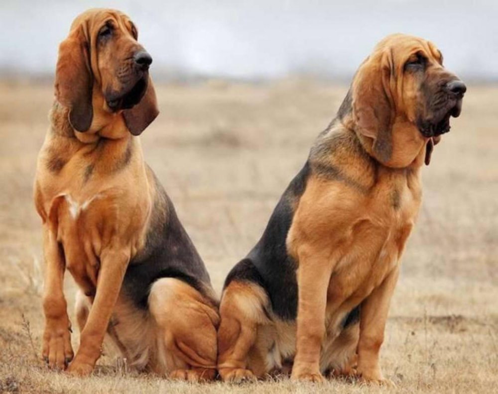 Bloodhound Dog Breed Image 9