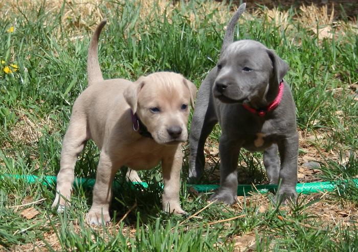 Blue Lacy Dog Breed Image 12