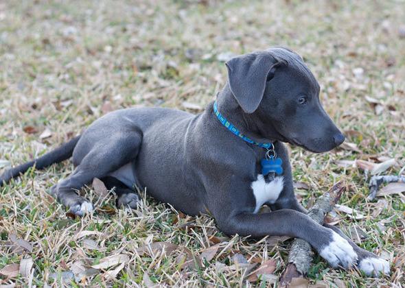 Blue Lacy Dog Breed Image 16