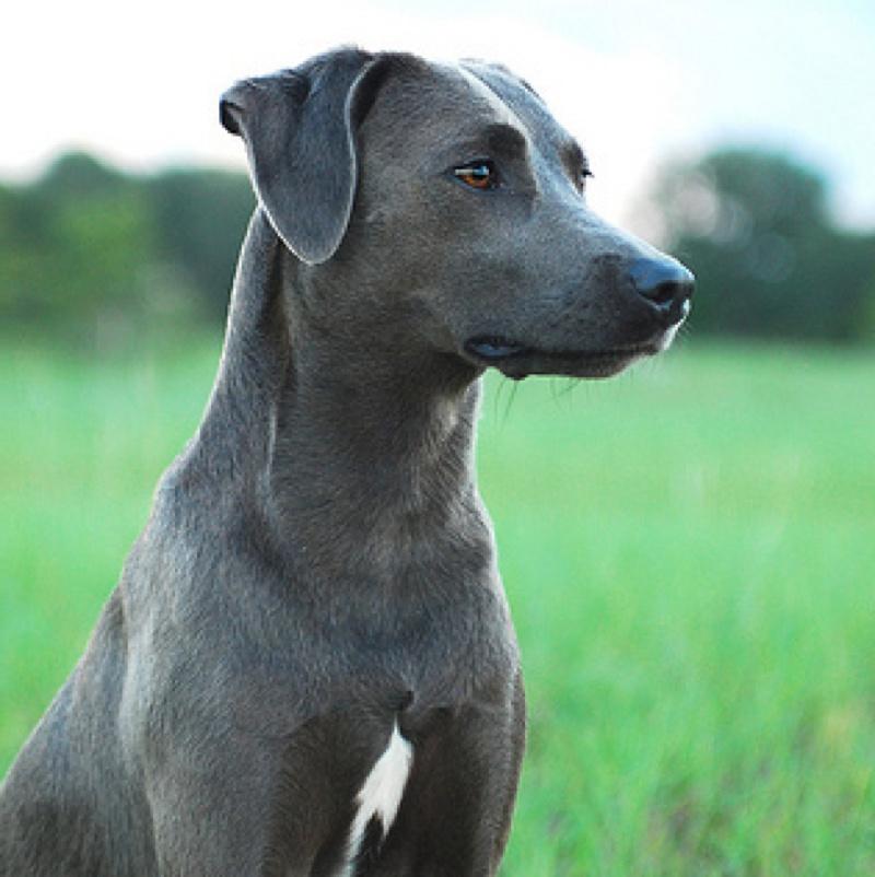 Blue Lacy Dog Breed Image 2