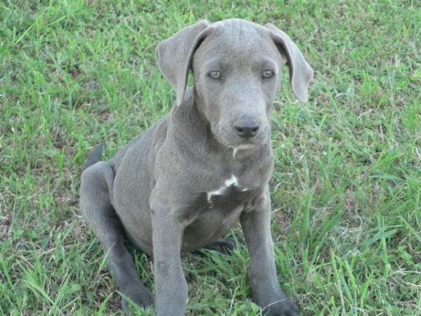 Blue Lacy Dog Breed Image 20