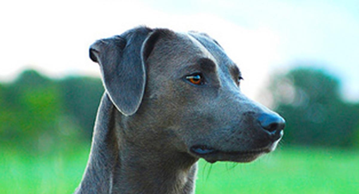 Blue Lacy Dog Breed Image 5