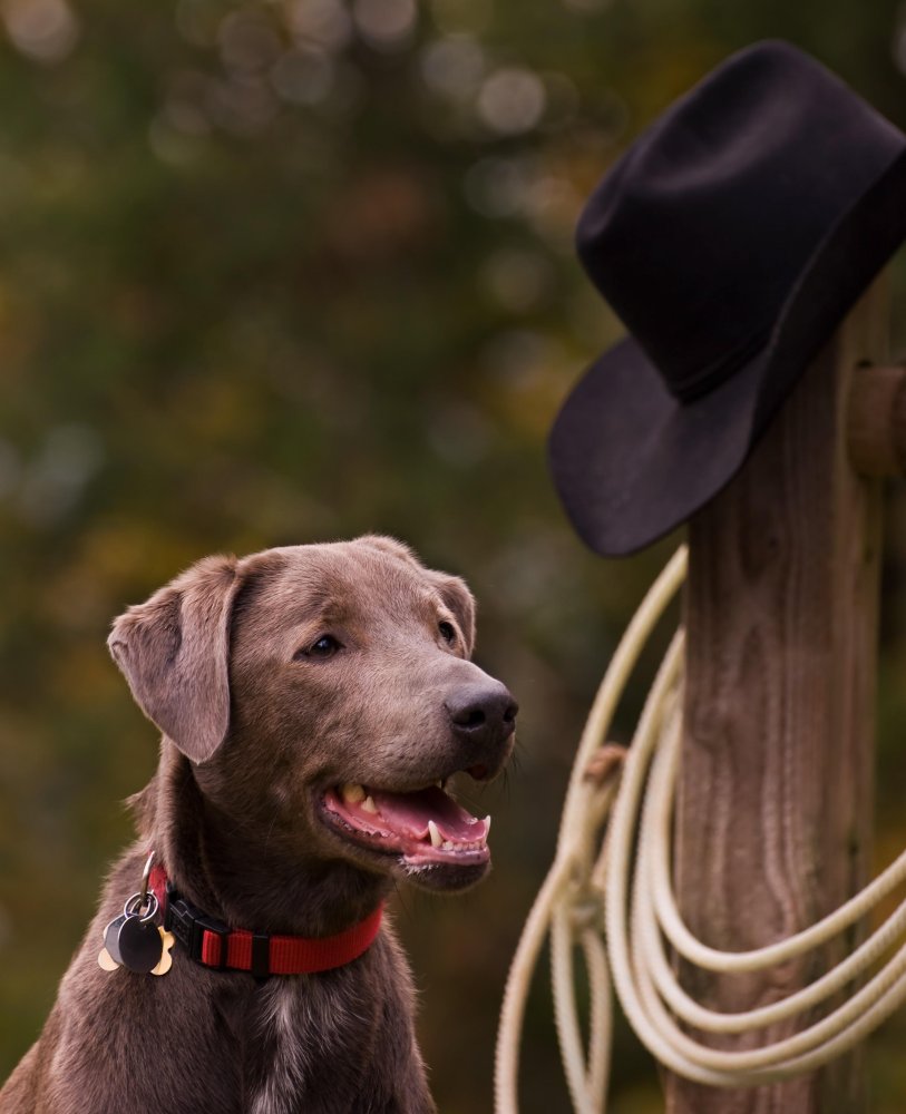 Blue Lacy Dog Breed Image 7