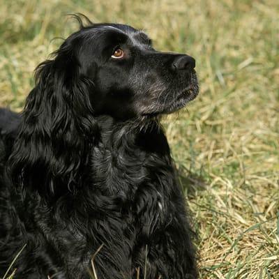 Blue Picardy Spaniel: Breed Information, Puppies & Breeders - Just us Dogs