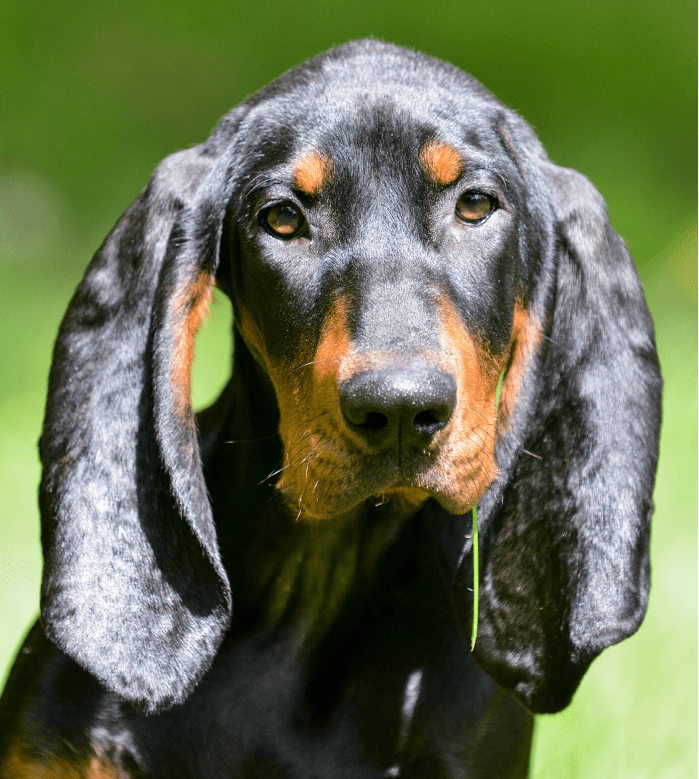 Bluetick Coonhound Dog Breed Image 17