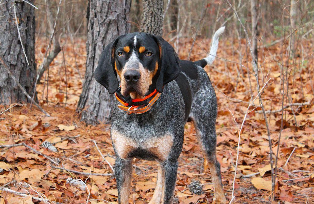 Bluetick Coonhound Dog Breed Image 18