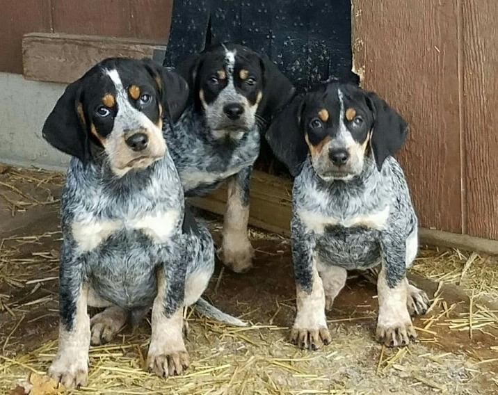 Bluetick Coonhound Dog Breed Image 19