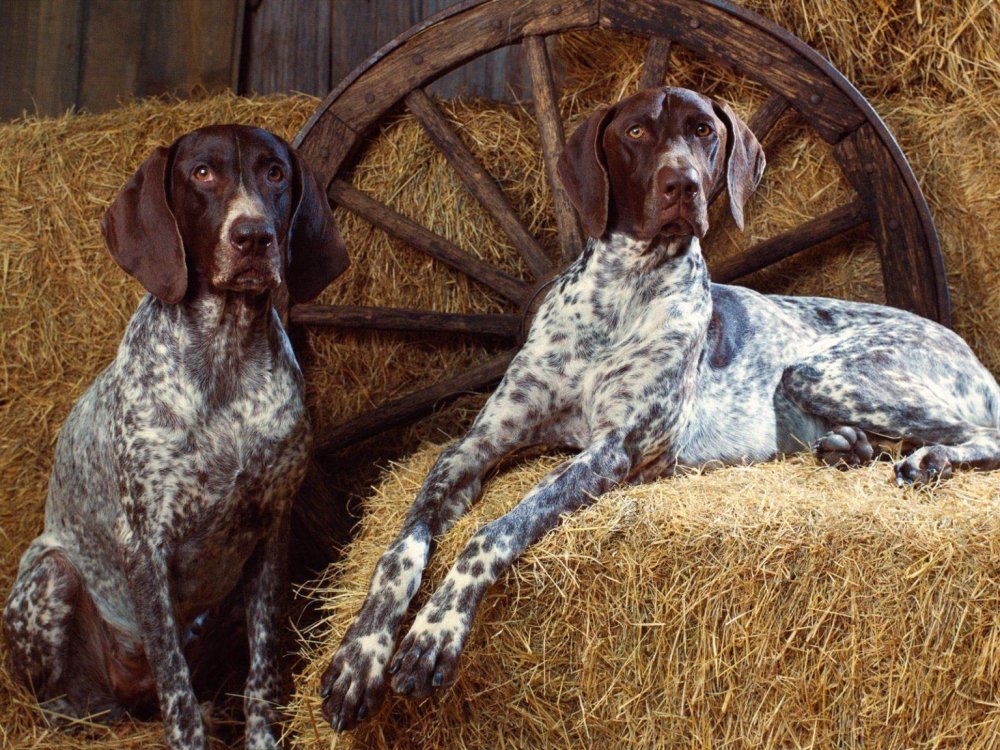 Bluetick Coonhound Dog Breed Image 20