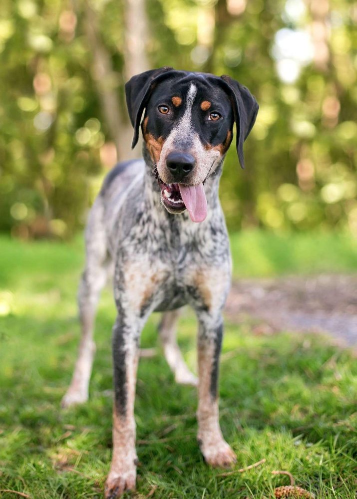 Bluetick Coonhound Dog Breed Image 6