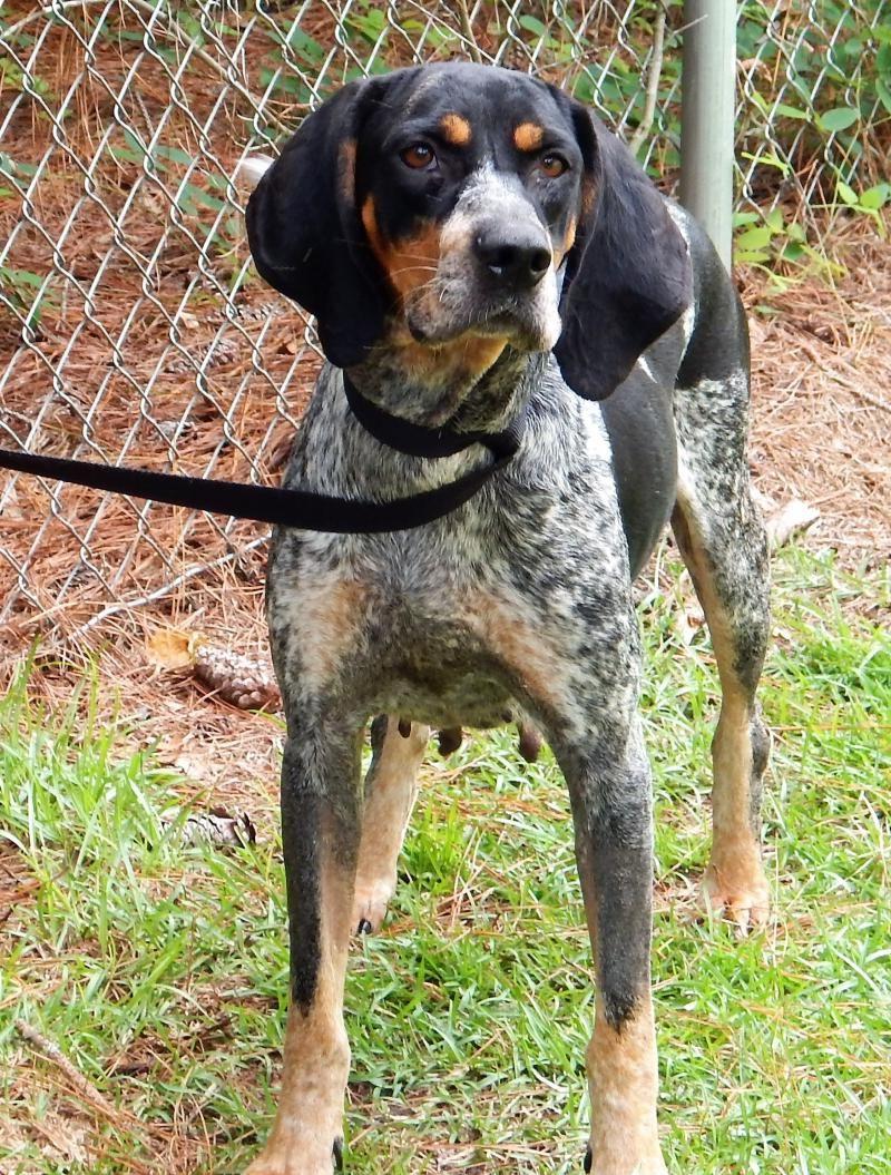 Bluetick Coonhound Dog Breed Image 7