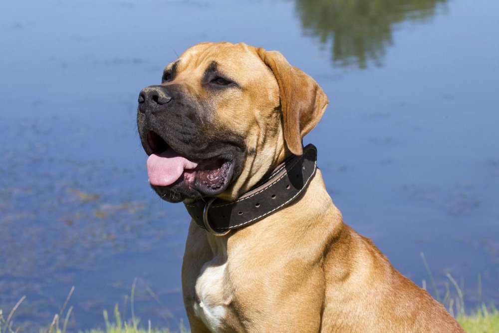 Boerboel Dog Breed Image 14