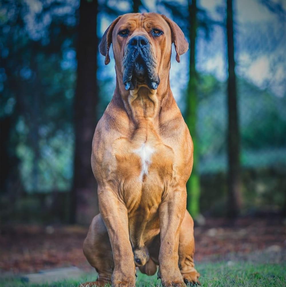 Boerboel Dog Breed Image 17