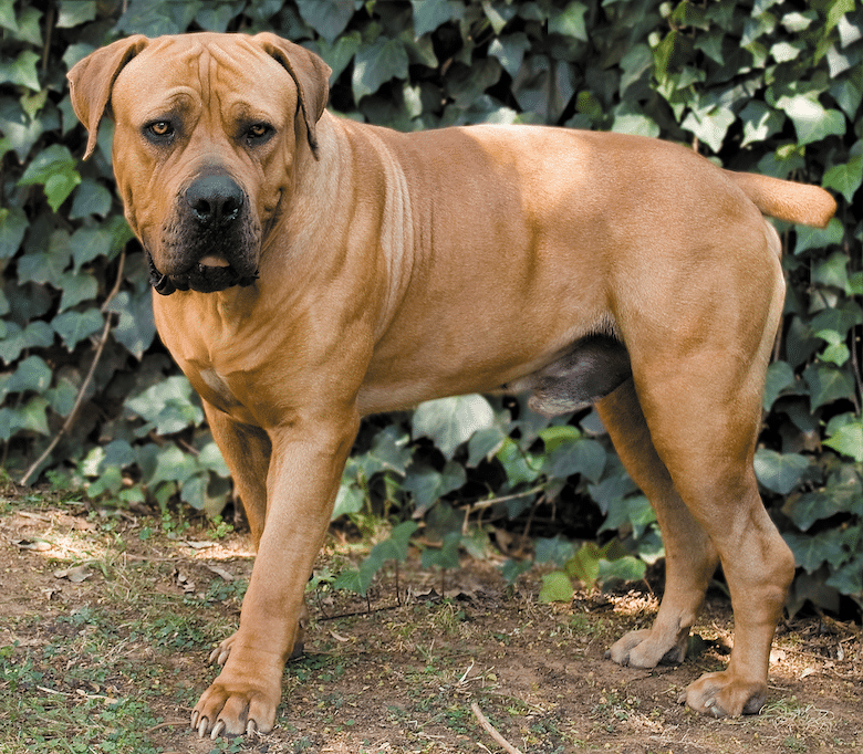 Boerboel Dog Breed Image 6