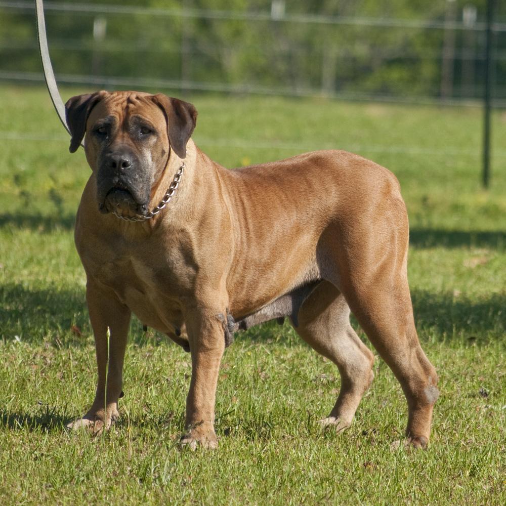 Boerboel Dog Breed Image 8