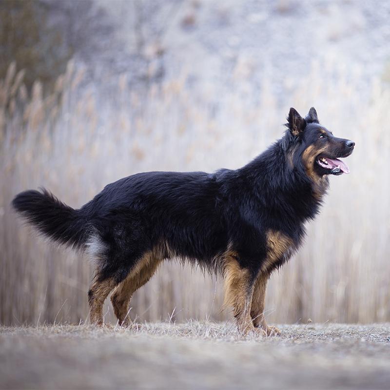 Bohemian Shepherd Dog Breed Image 10